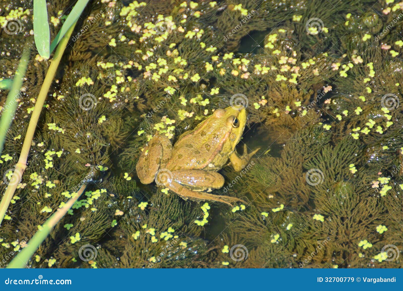 Frog Royalty Free Stock Images - Image: 32700779