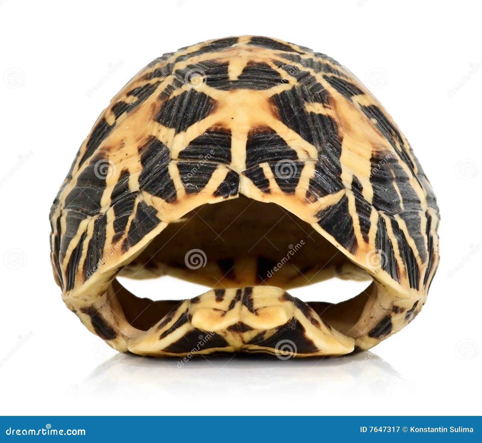 front-turtles-shell-isolated-7647317.jpg