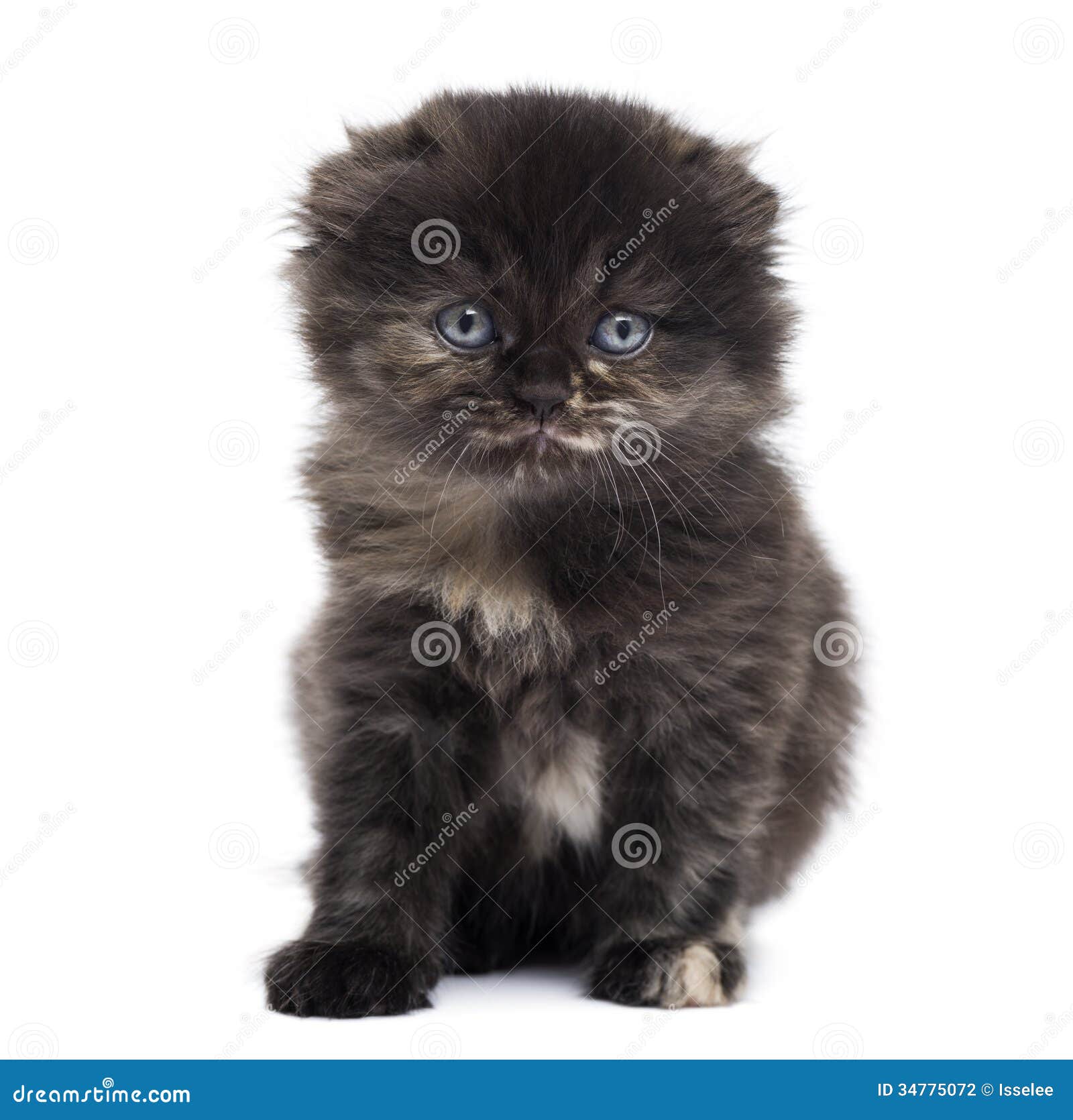 Front View Of A Highland Fold Kitten Looking At The Camera ...
