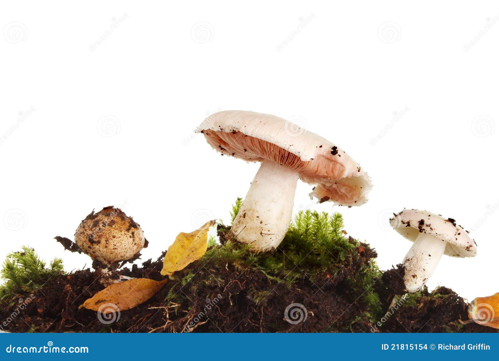 Fungi Group 34