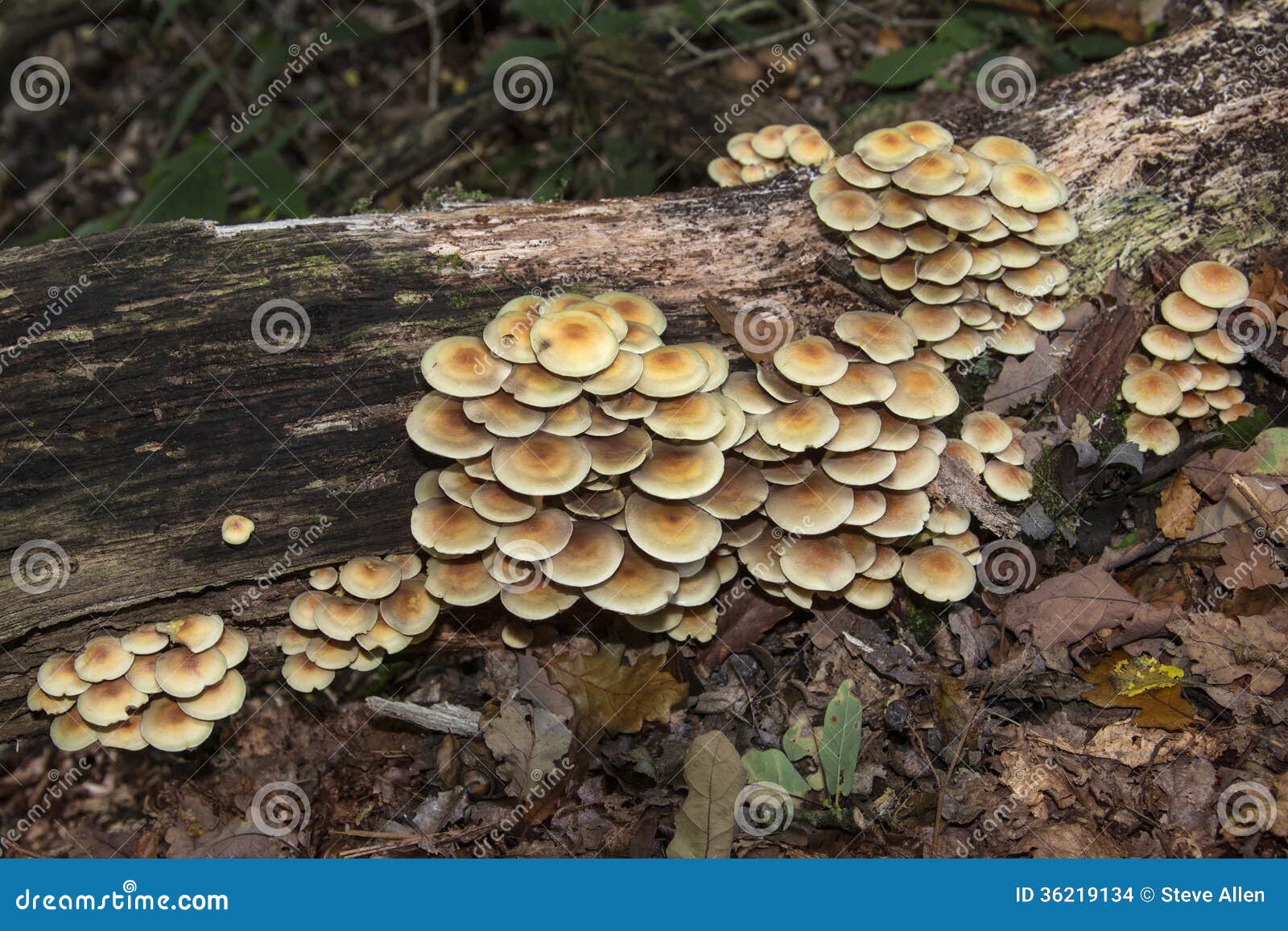 Fungi On Trees