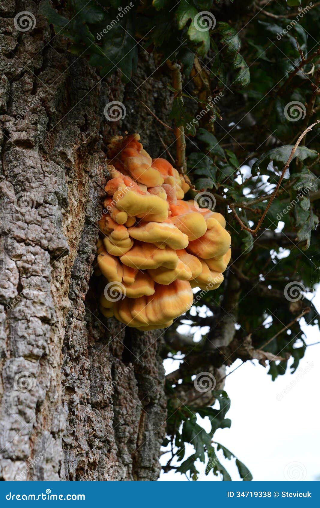 Oak+Tree+Mushrooms Fungus On Oak Tree Royalty Free Stock Photos - Image: 34719338