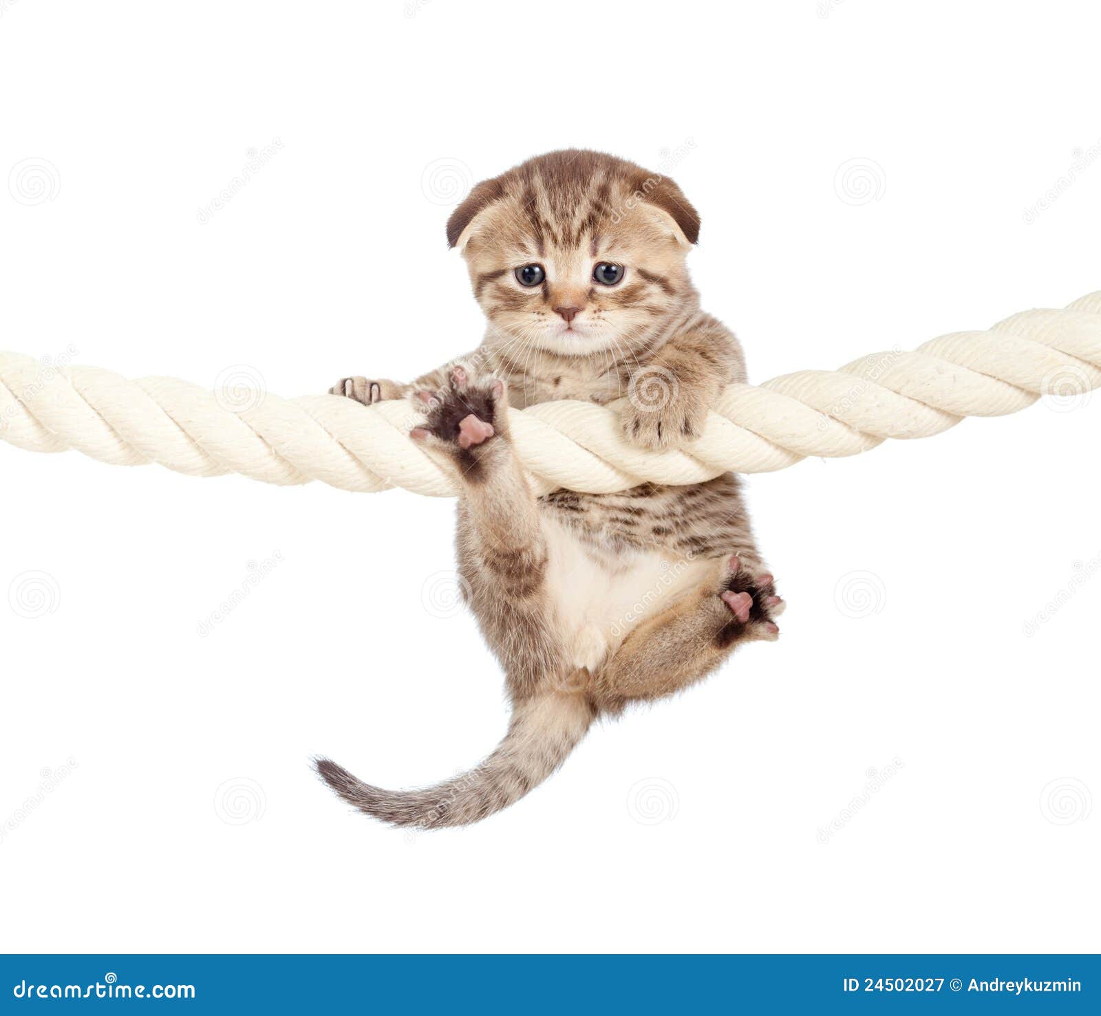 hang in there cat clipart - photo #45