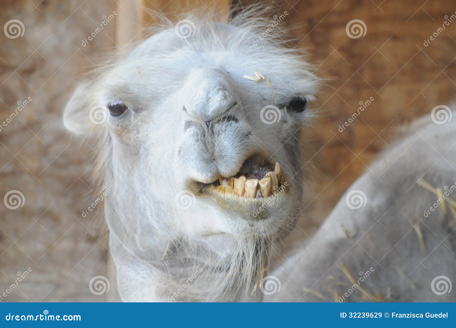 Funny Camel With Bad Teeth Royalty Free Stock Images   Image: 32239629