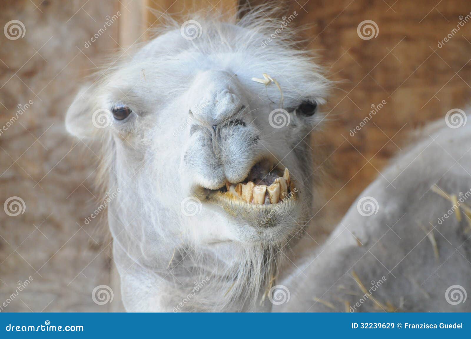 Funny Camel With Bad Teeth Royalty Free Stock Images Image: 32239629 Funny Camel With Bad Teeth Royalty Free Stock Images Image: 32239629