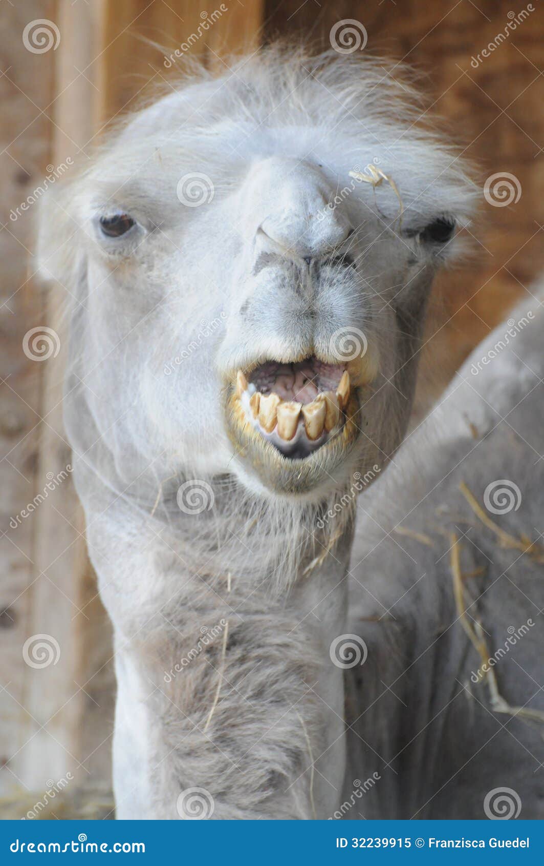 Funny Camel With Bad Teeth Royalty Free Stock Photo   Image: 32239915