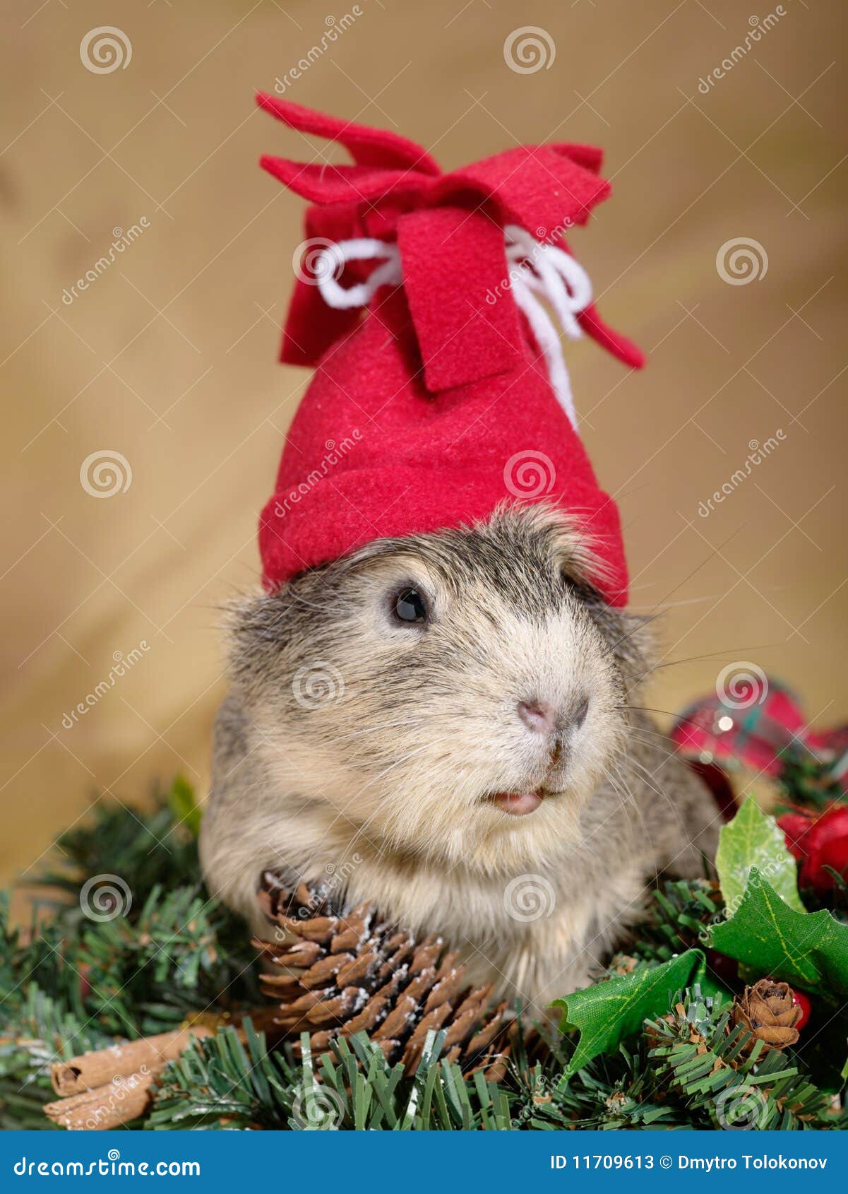 Funny Cavia on the christmas garland as Santa or dwarf.