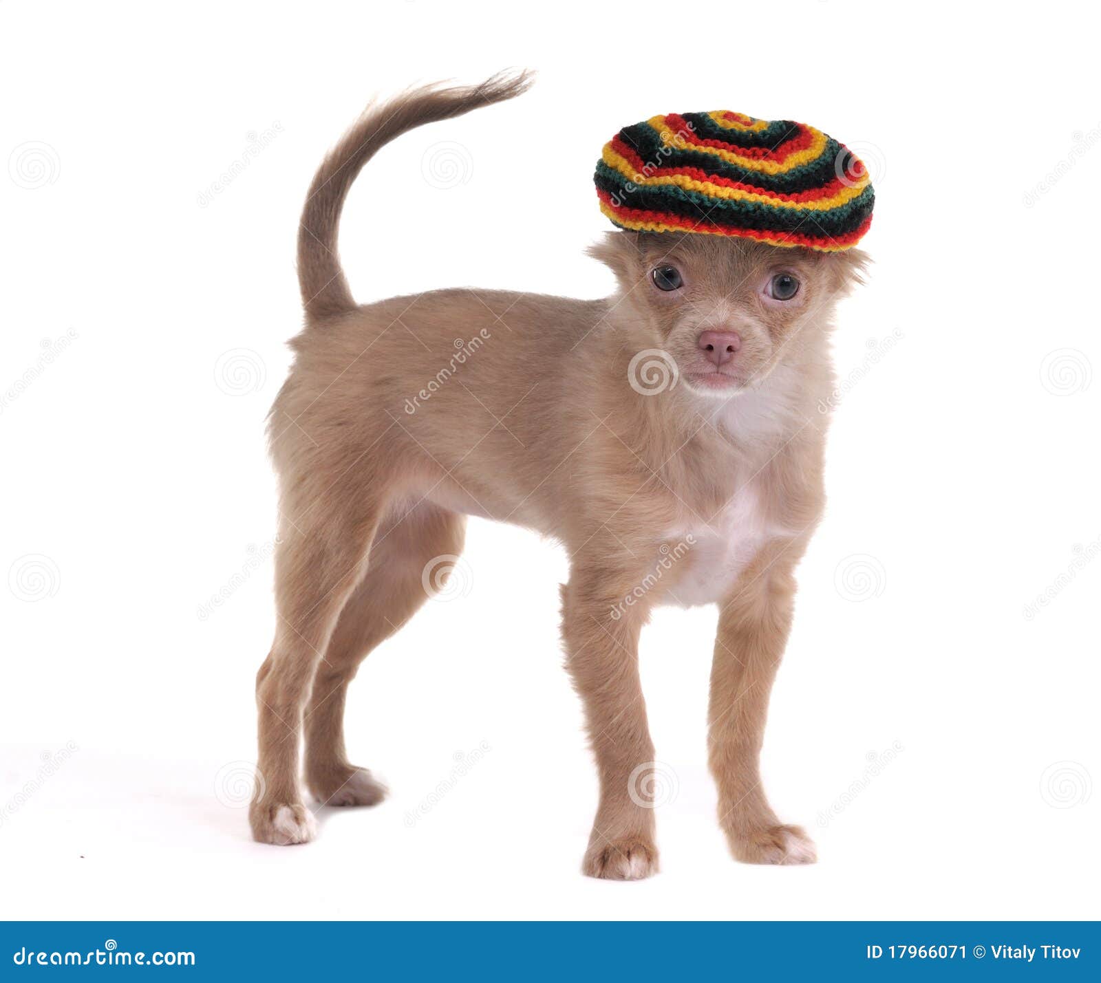 Funny Chihuahua With Rastafarian Hat Isolated Stock Image - Image