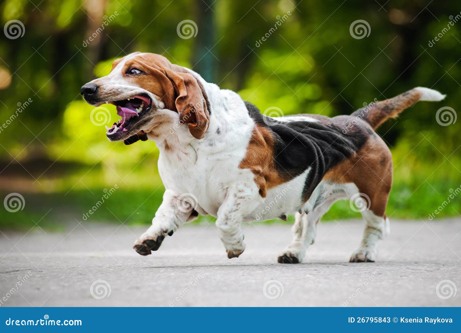 Stock Photos: Funny dog Basset hound running
