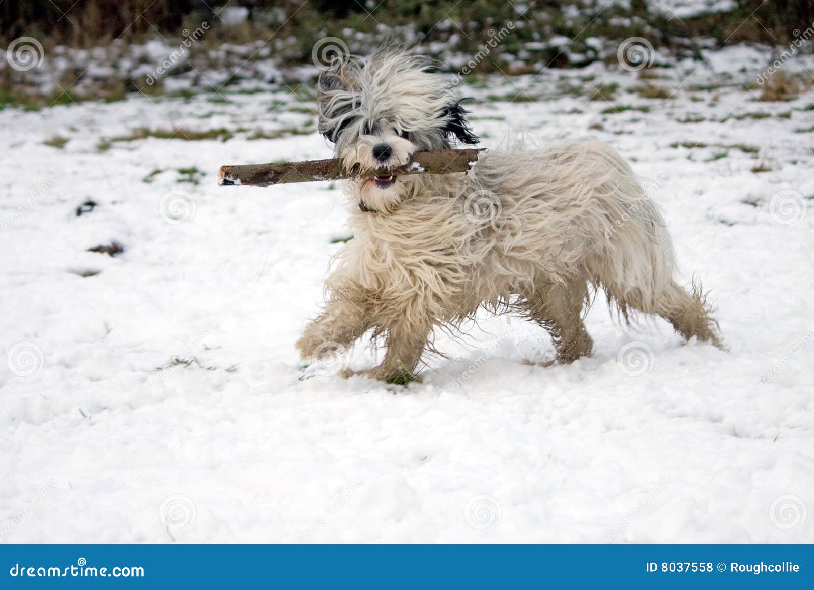 funny-dog-snow-8037558.jpg