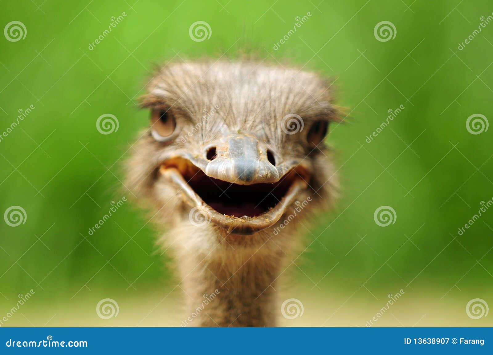 Funny Ostrich Royalty Free Stock Photography - Image: 13638907