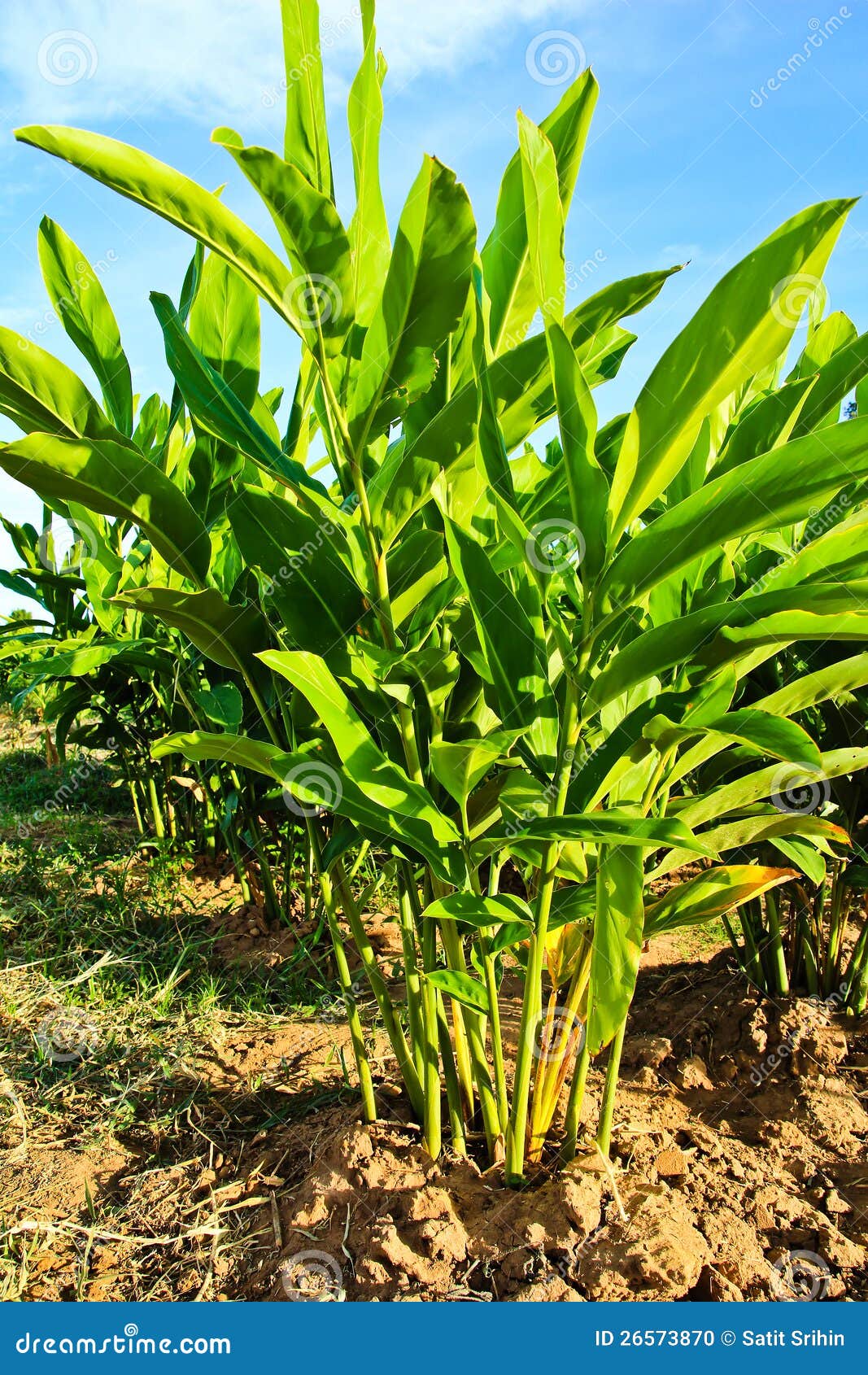 Galangal Plants In The Farm Stock Photo Image 55890 Hot Sex Picture