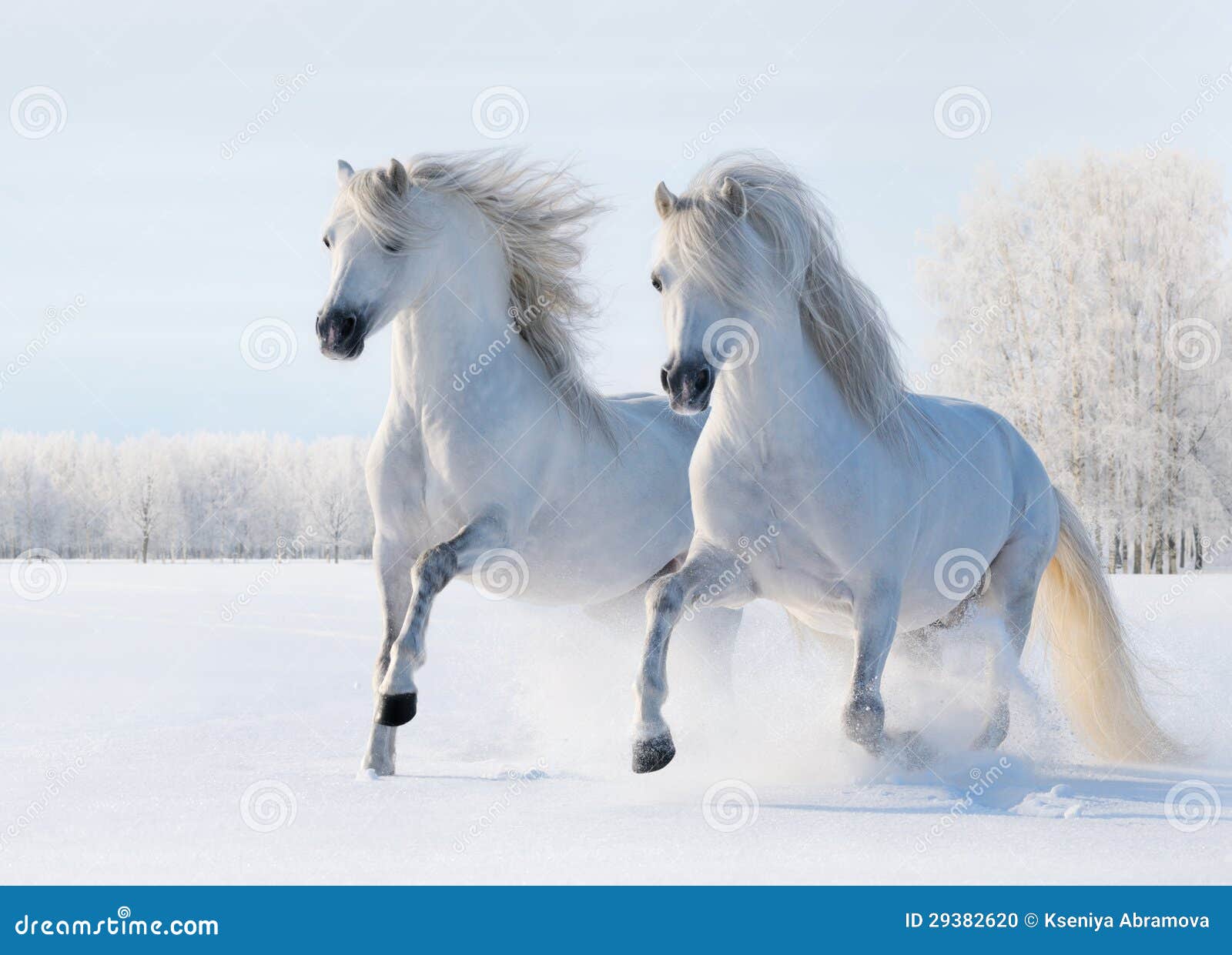 galop-de-deux-chevaux-blancs-sur-la-zone-de-neige-29382620.jpg