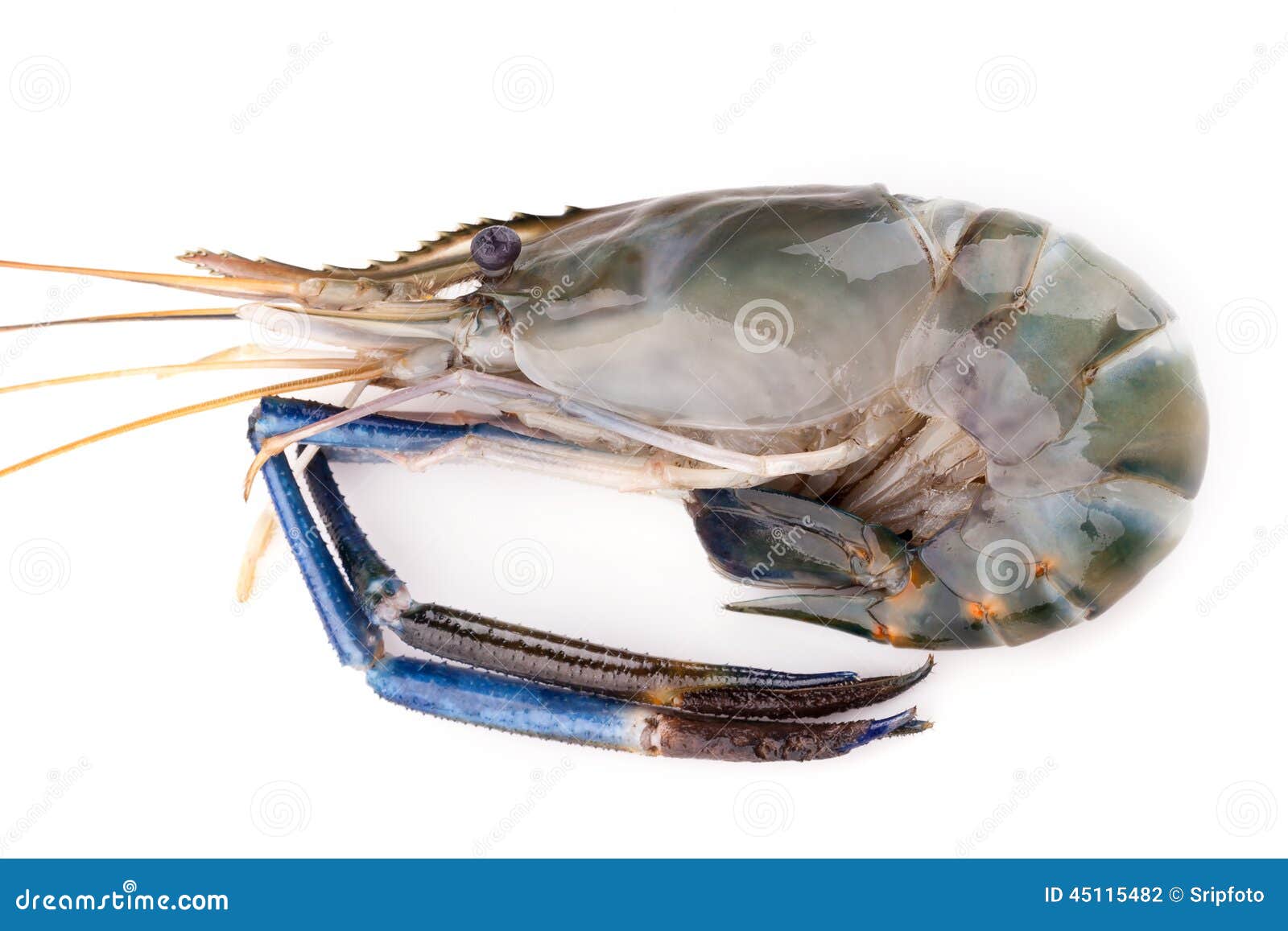 GAMBA AGUA DULCE gamba agua dulce: