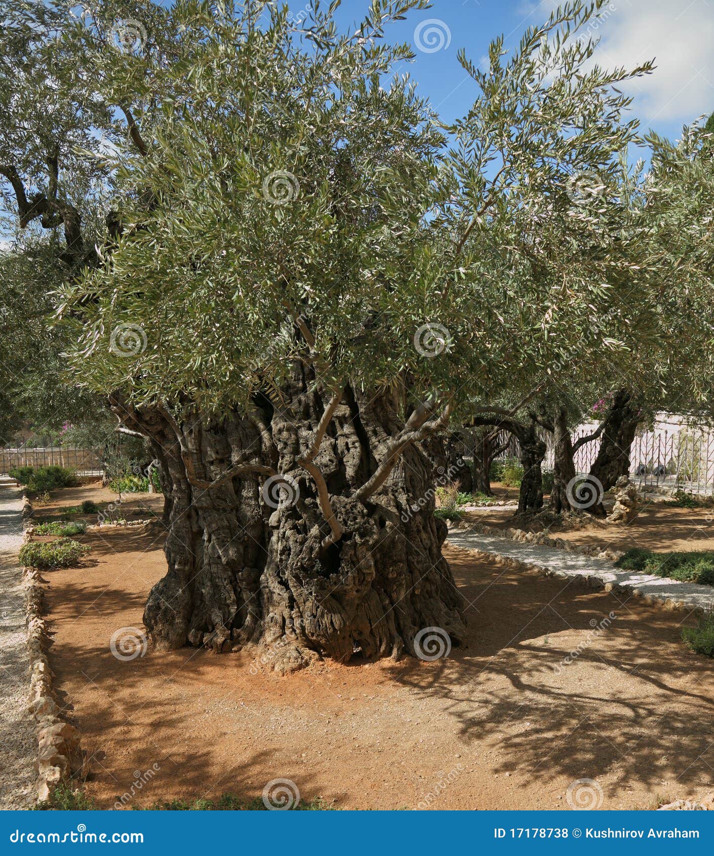 free clipart garden of gethsemane - photo #38