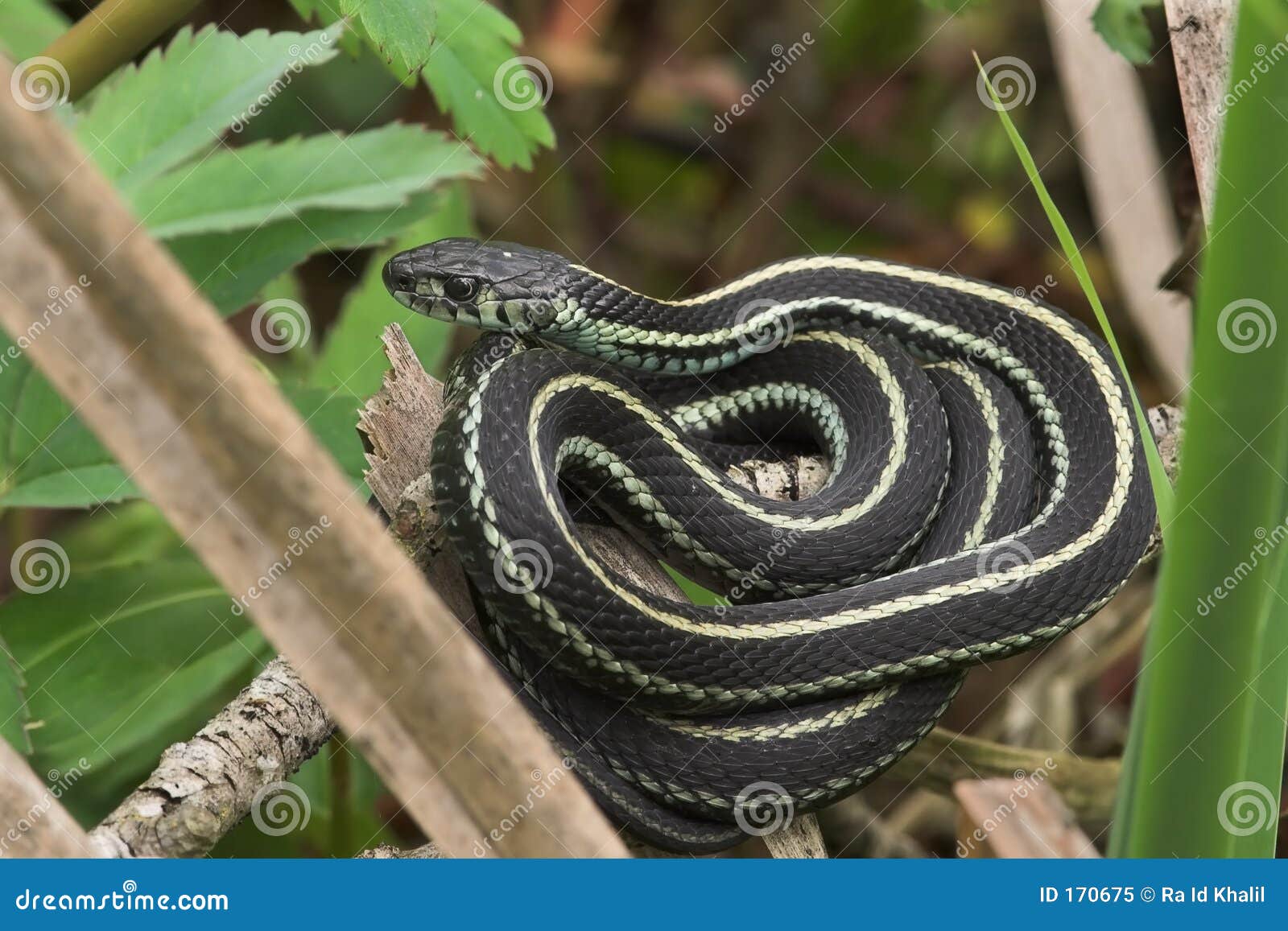 Garden Snake