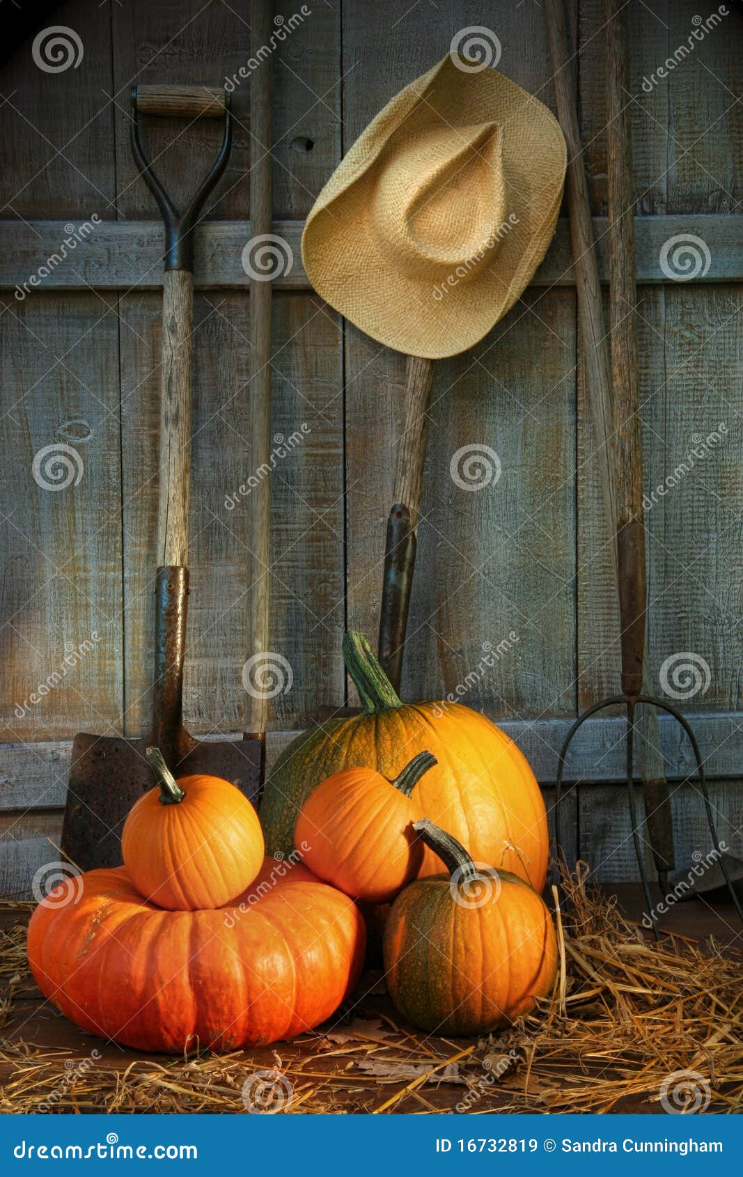 Royalty Free Stock Images: Garden tools in shed with pumpkins