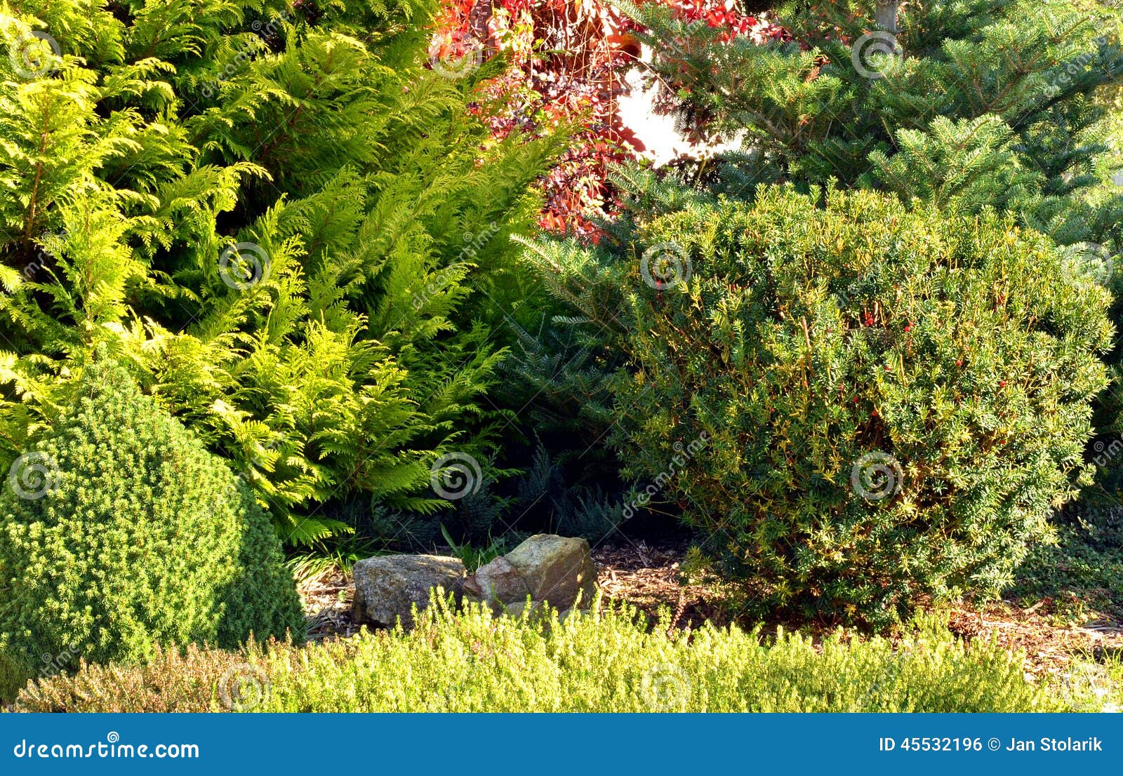 Garden landscape front view with trees and shrubs.