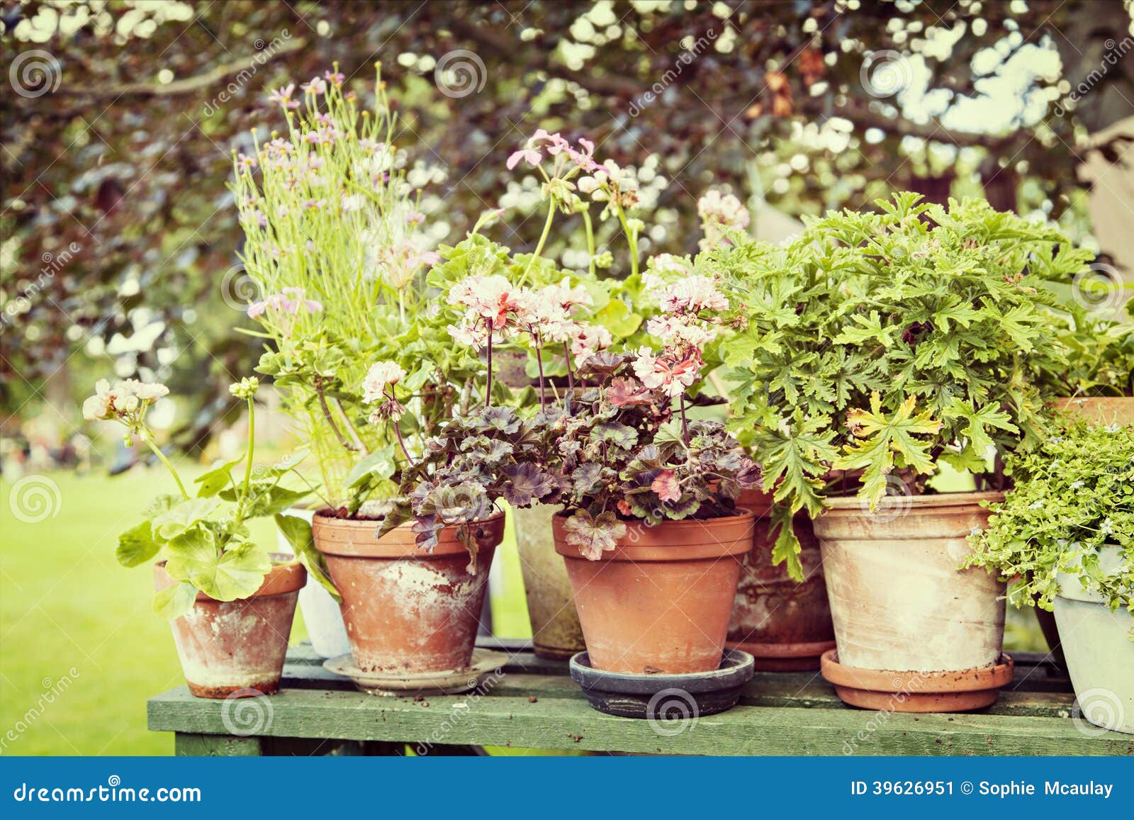 Gartentöpfe Stockfoto - Bild: 39626951