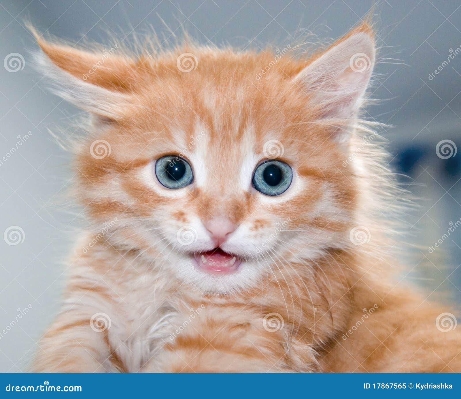 White Cat Orange Spots White Cat Orange Spots