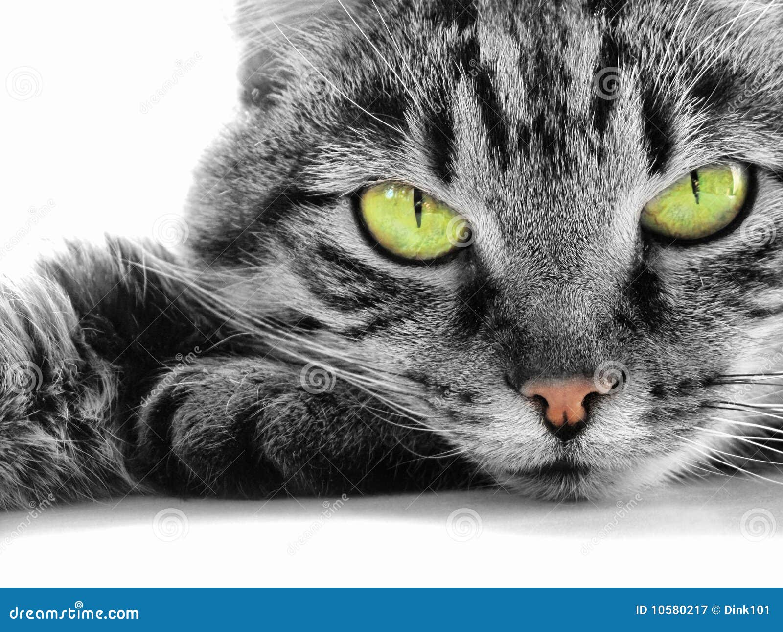 EL GATO DE OJOS VERDES el gato de ojos verdes: