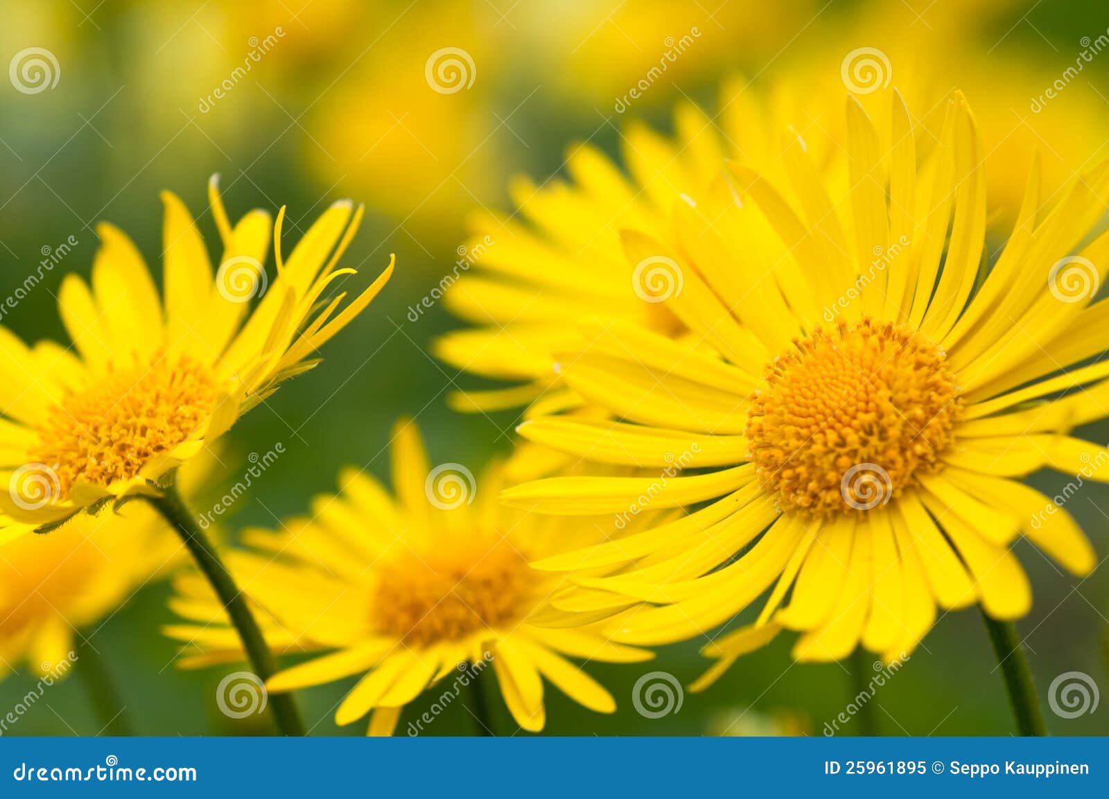 Gelbe Blumen Im Garten Lizenzfreies Stockfoto Bild 25961895