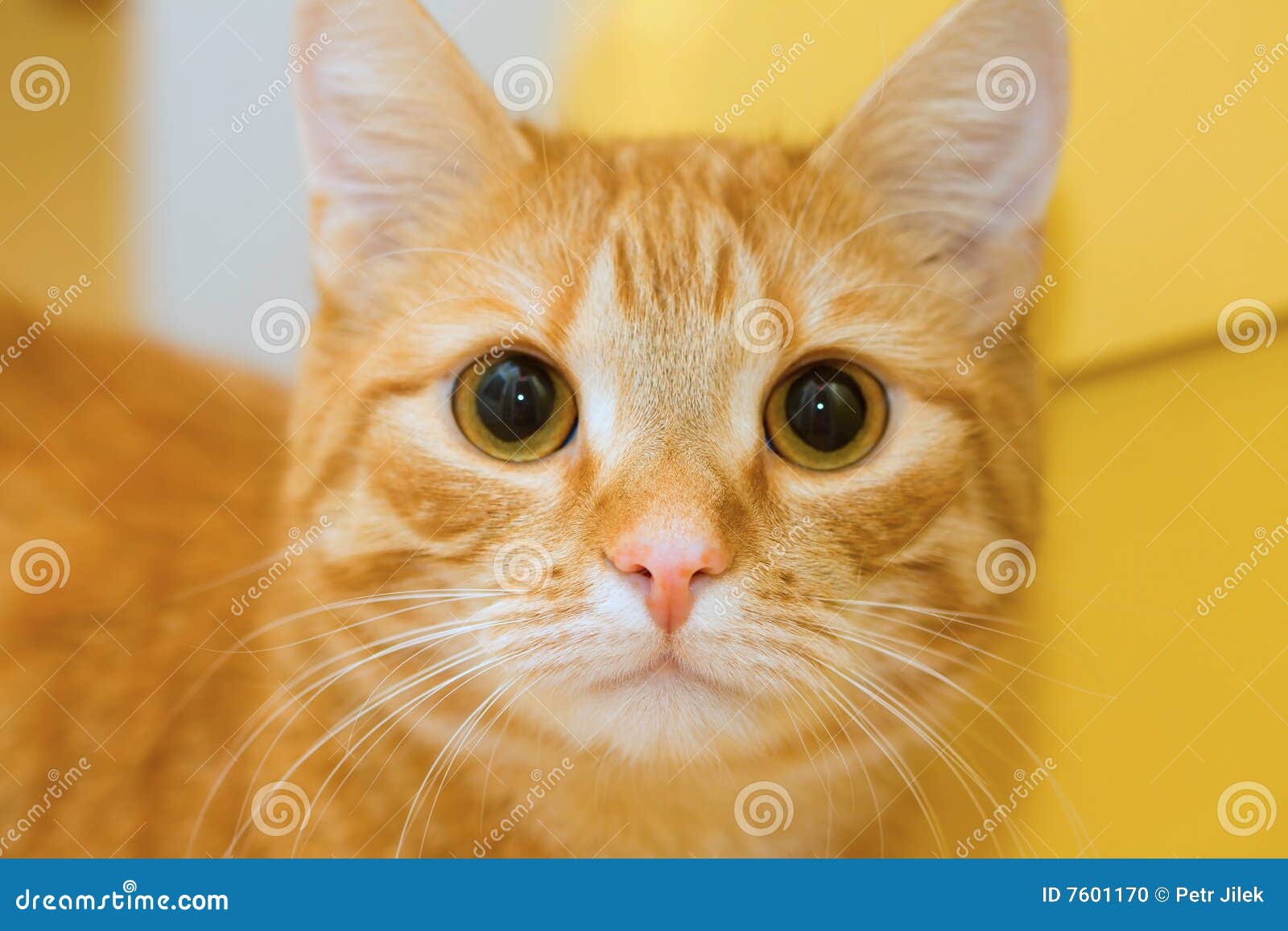 http://thumbs.dreamstime.com/z/gelbe-katze-7601170.jpg