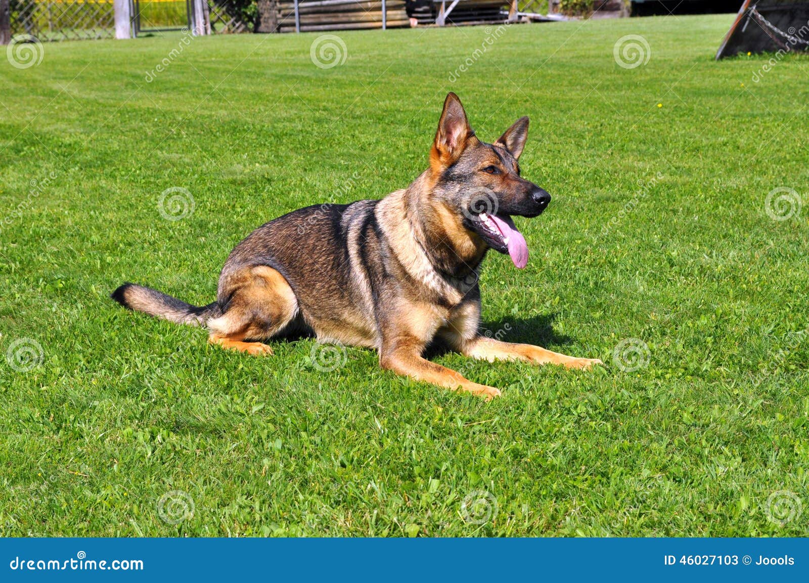 german commands german shepard at stock photo image 46027103 german commands german shepard at stock photo image 46027103