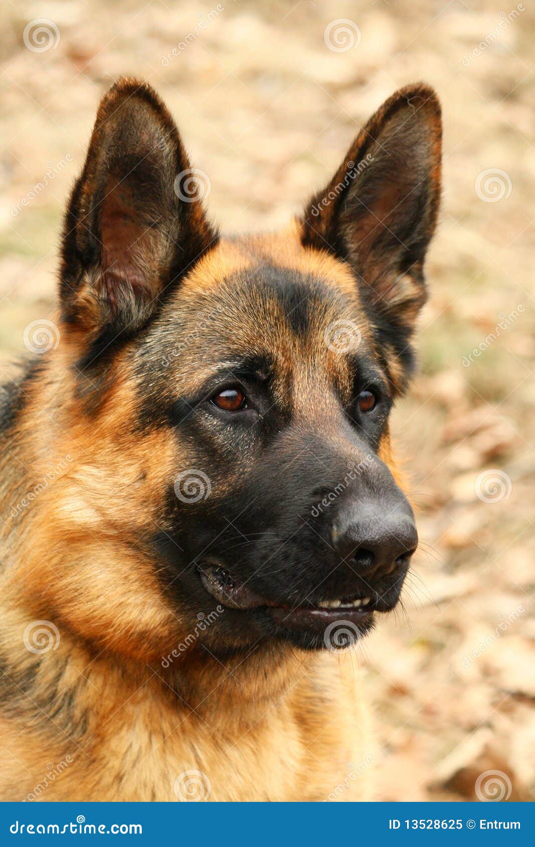 free clipart of german shepherd dogs - photo #47