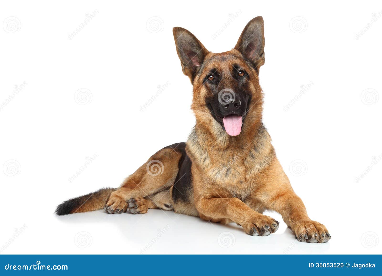 clipart german shepherd dog - photo #49