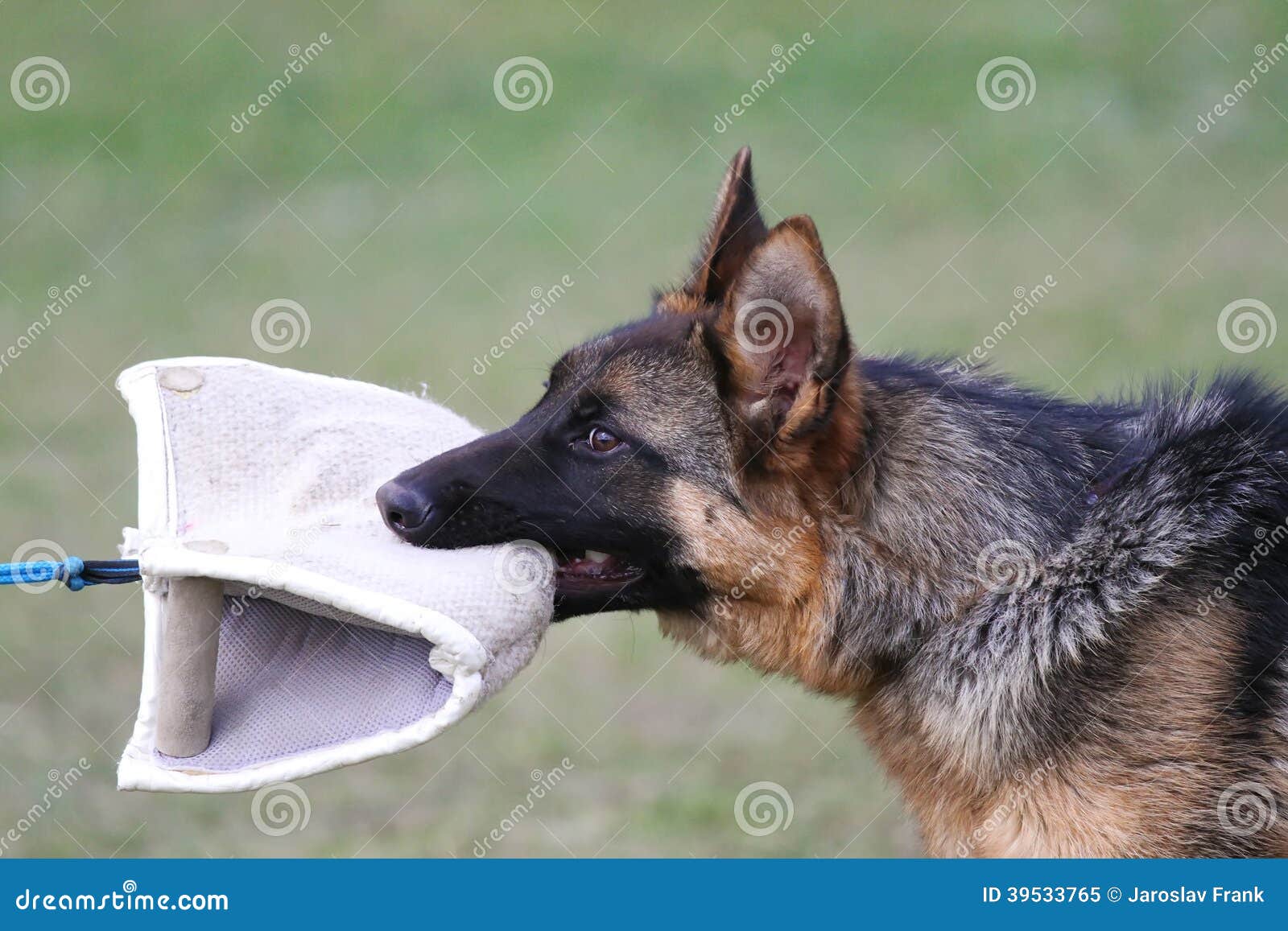 German Shepherd Dog puppy training. Biting dog and looking into the ...