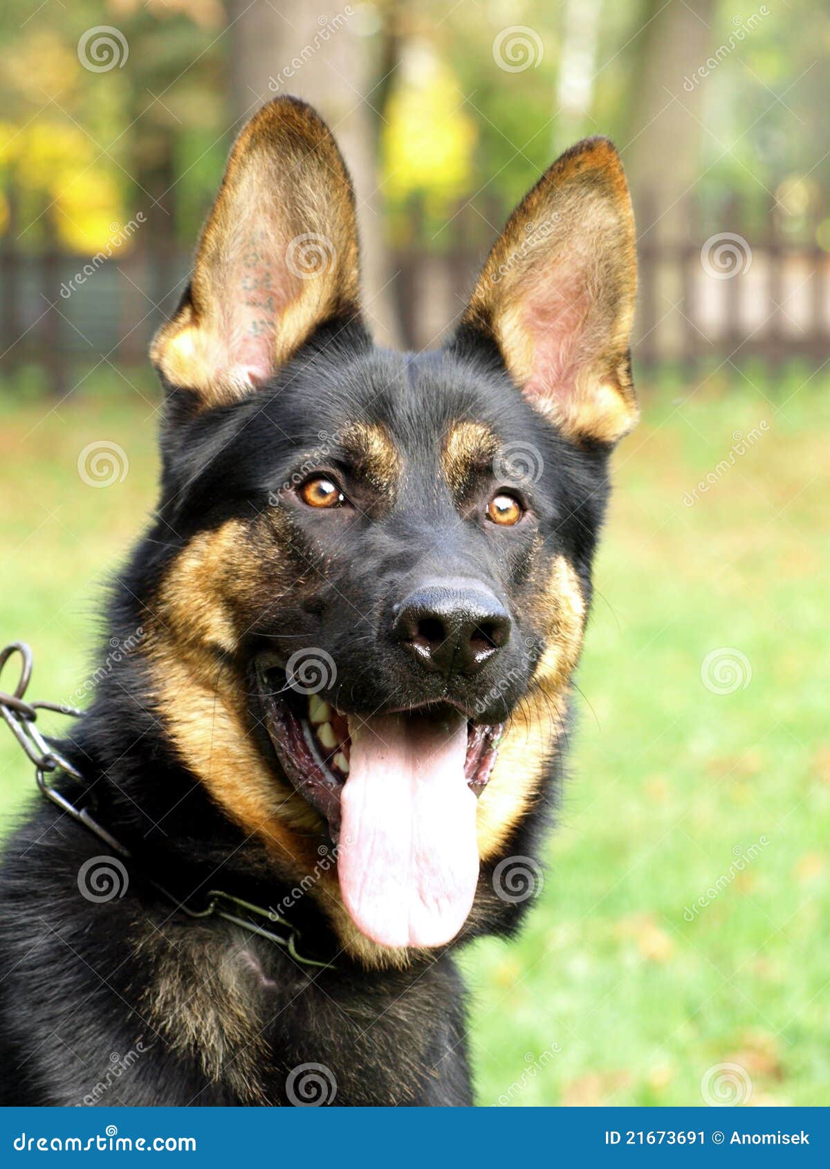 German Shepherd Head. Stock Image Image 21673691