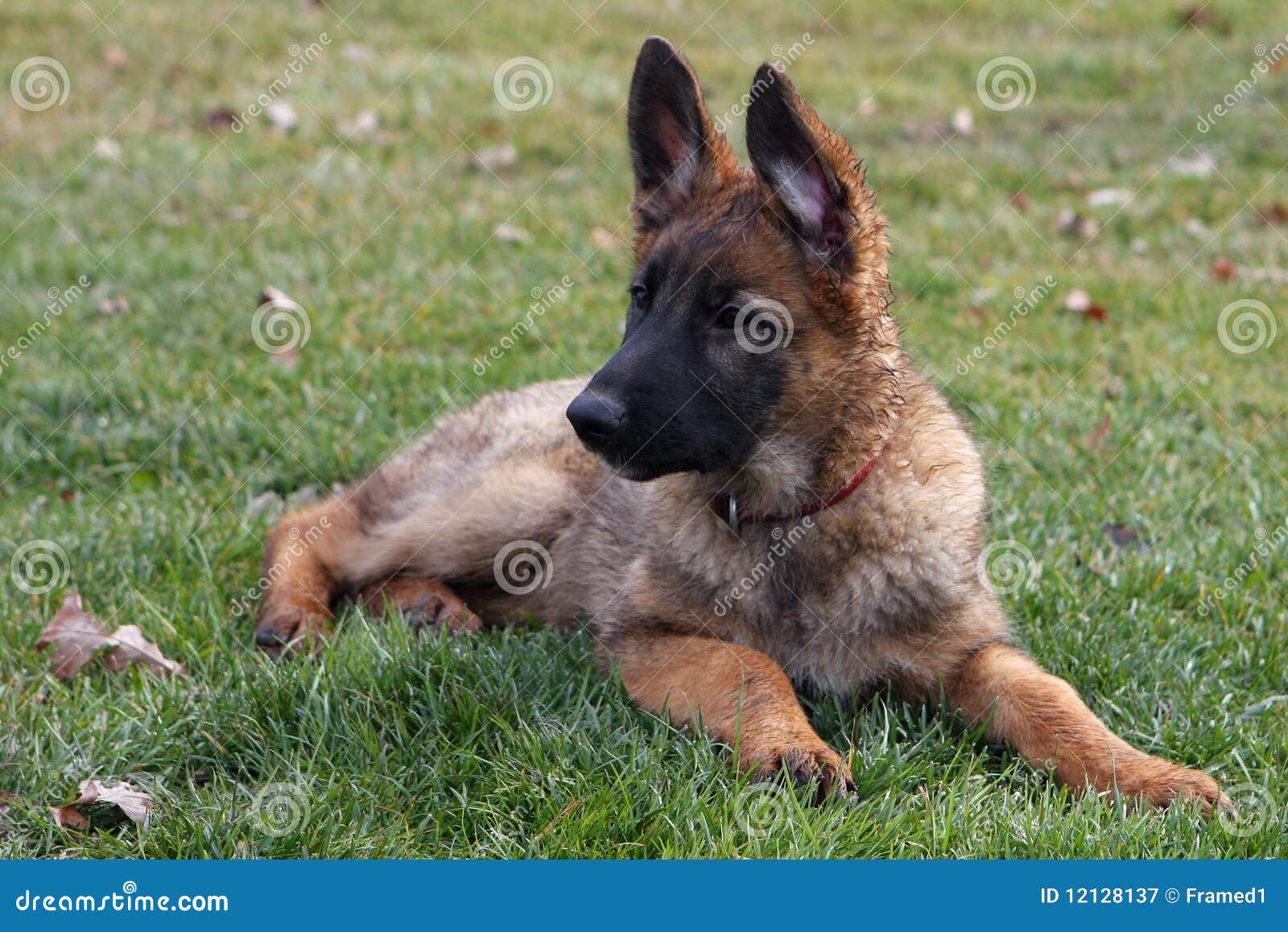 free german shepherd puppies free german shepherd puppies breeds picture free german shepherd puppies free german shepherd puppies breeds picture