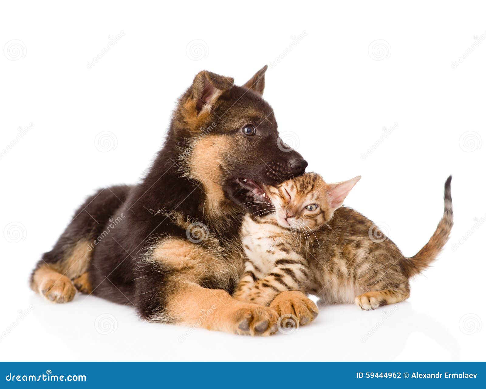 Dog Biting Relaxing Dog Biting Relaxing