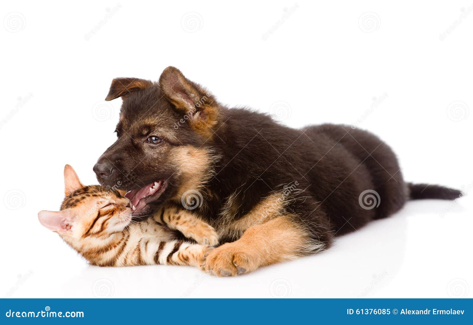 german shepherd puppy biting german shepherd puppy biting bengal cat isolated on white stock photo image german shepherd puppy biting german shepherd puppy biting bengal cat isolated on white stock photo image