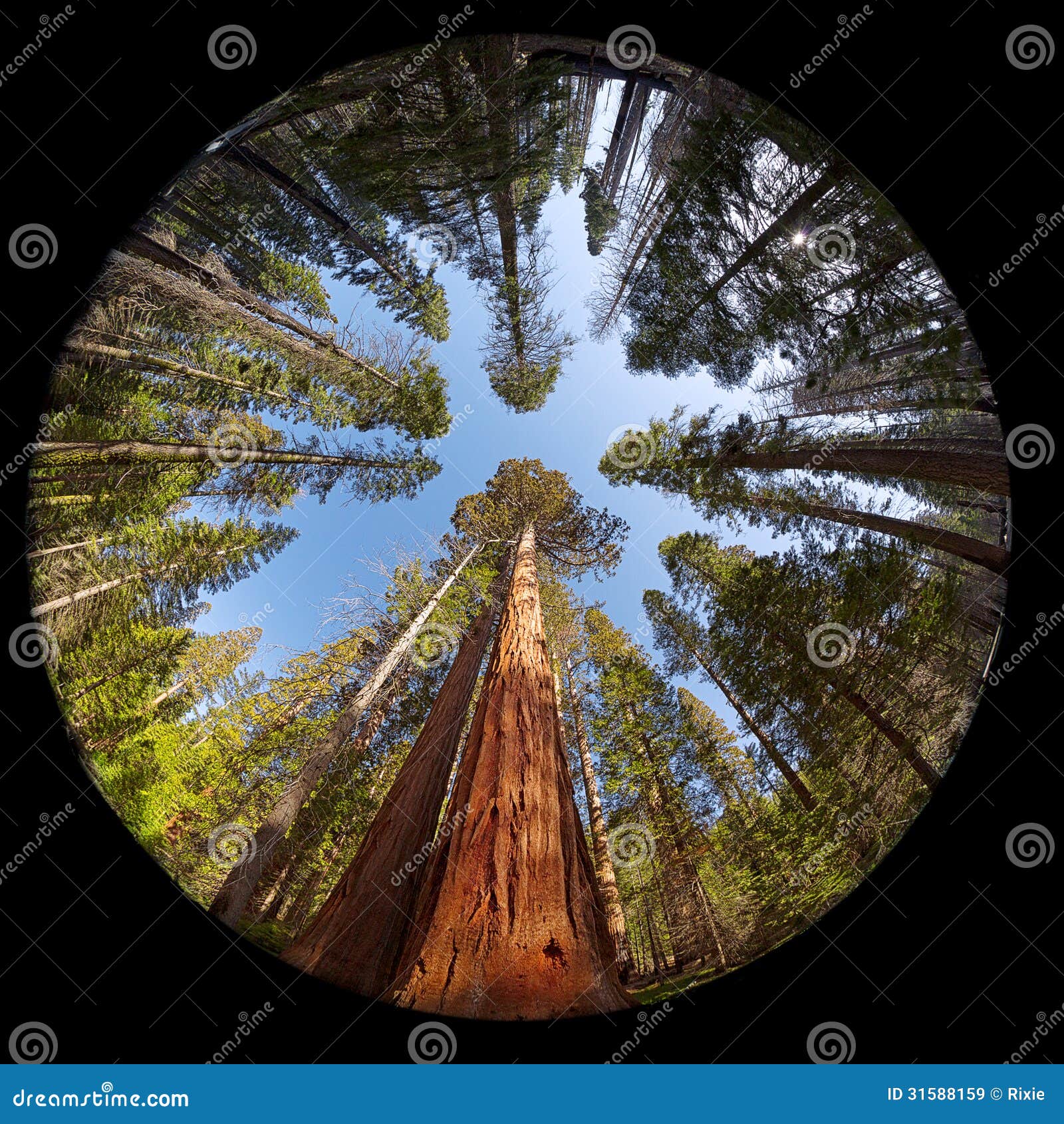 giant sequoia fisheye view trees mariposa grove yosemite national park california usa 31588159