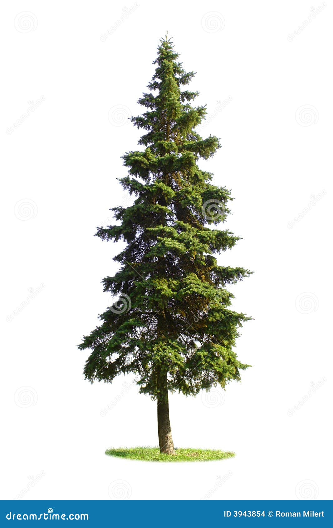 clipart spruce tree - photo #6