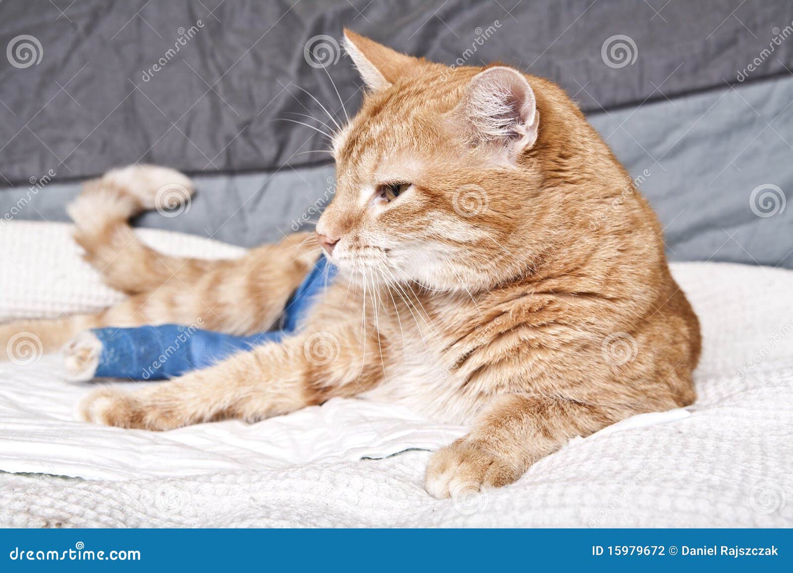 Cat+Leg+Broken Ginger Cat With Broken Leg Stock Photography - Image: 15979672