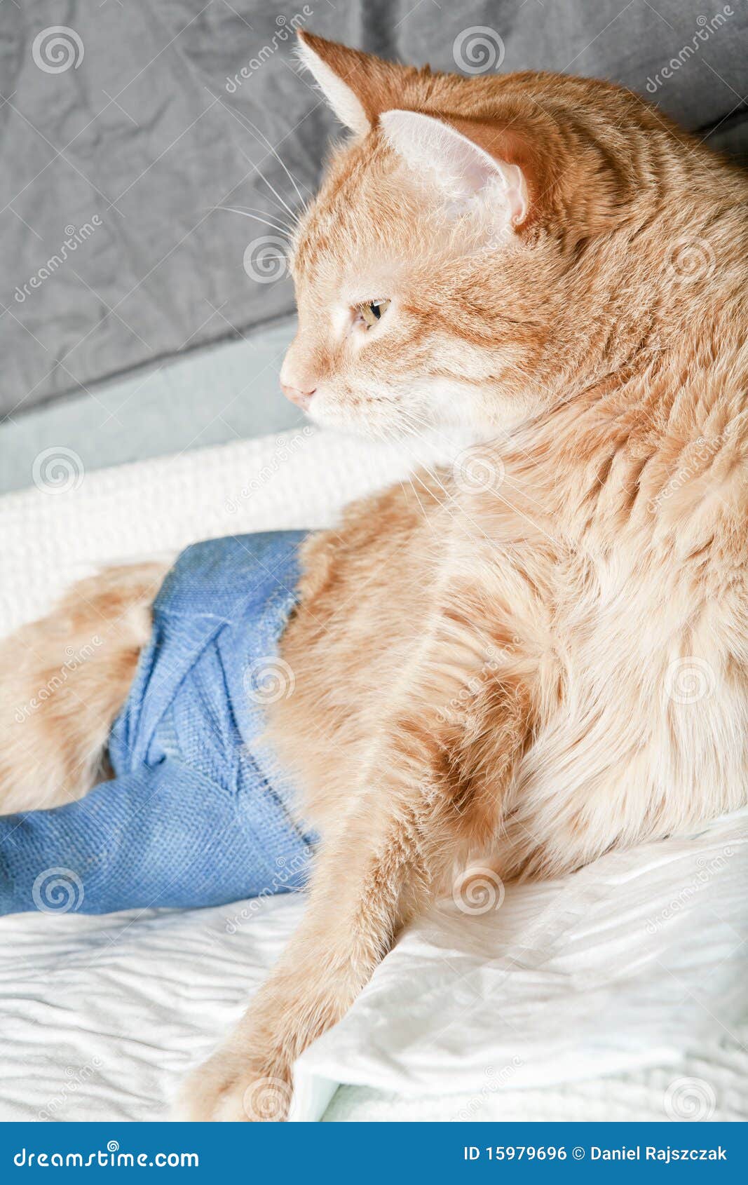 Cat+Leg+Broken Ginger Cat With Broken Leg Royalty Free Stock Image - Image: 15979696