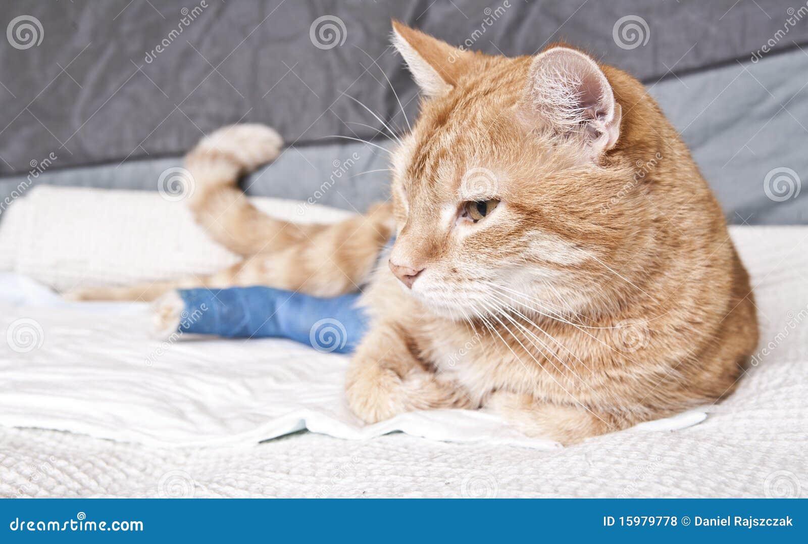 Cat+Leg+Broken Ginger Cat With Broken Leg Royalty Free Stock Photos - Image: 15979778