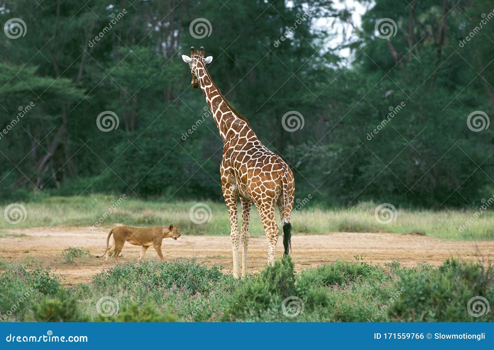 Girafe Reticulee Giraffa Camelopardalis Reticulata Foto De Archivo