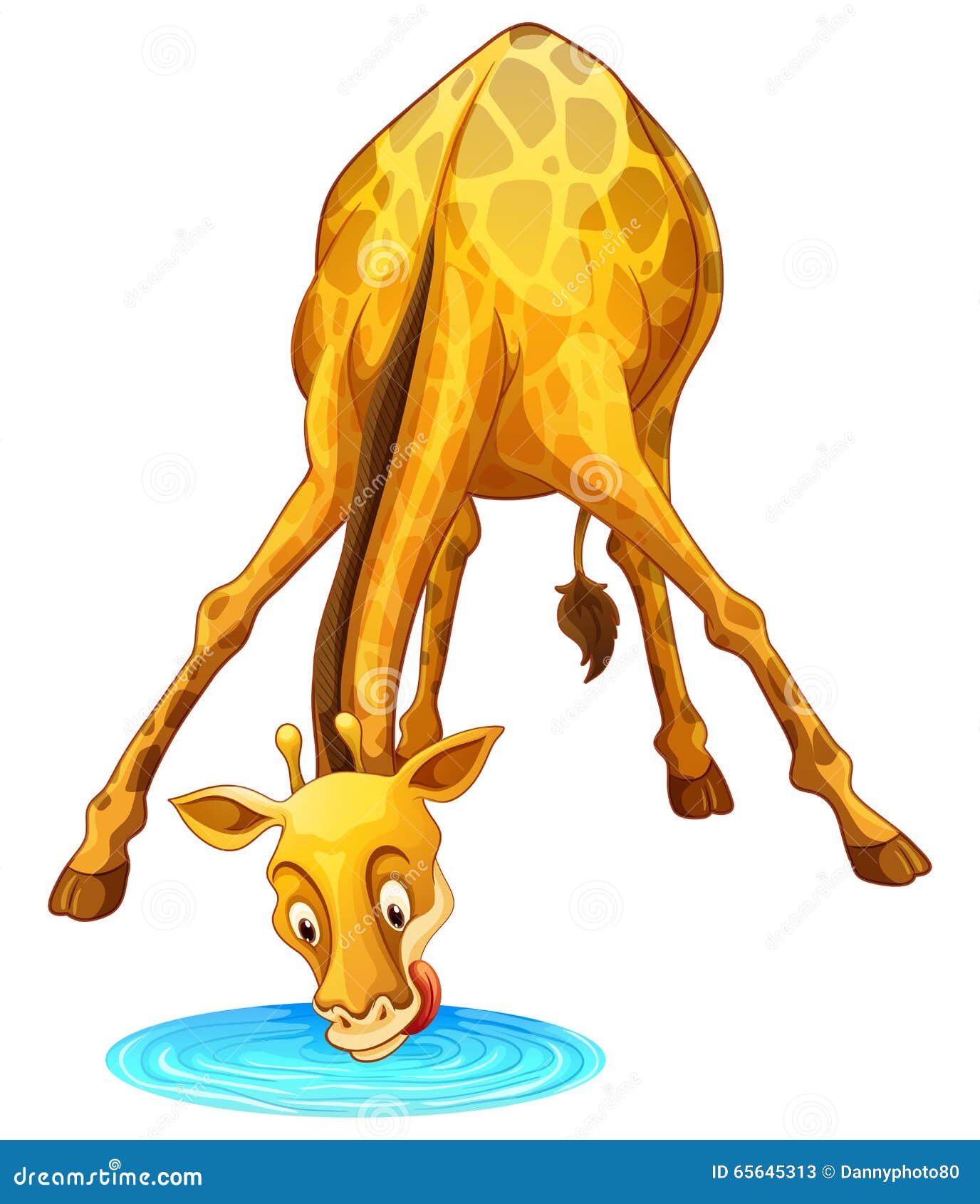 Giraffe Drinking Water From The Puddle Stock Vector - Image: 65645313