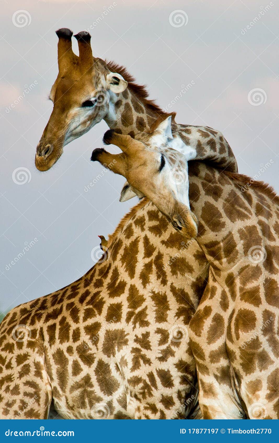 Giraffe Hug Royalty Free Stock Photography Image 17877197