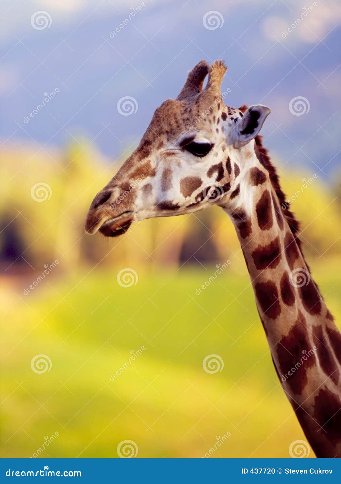 Giraffe Neck & Head Stock Photo - Image: 437720