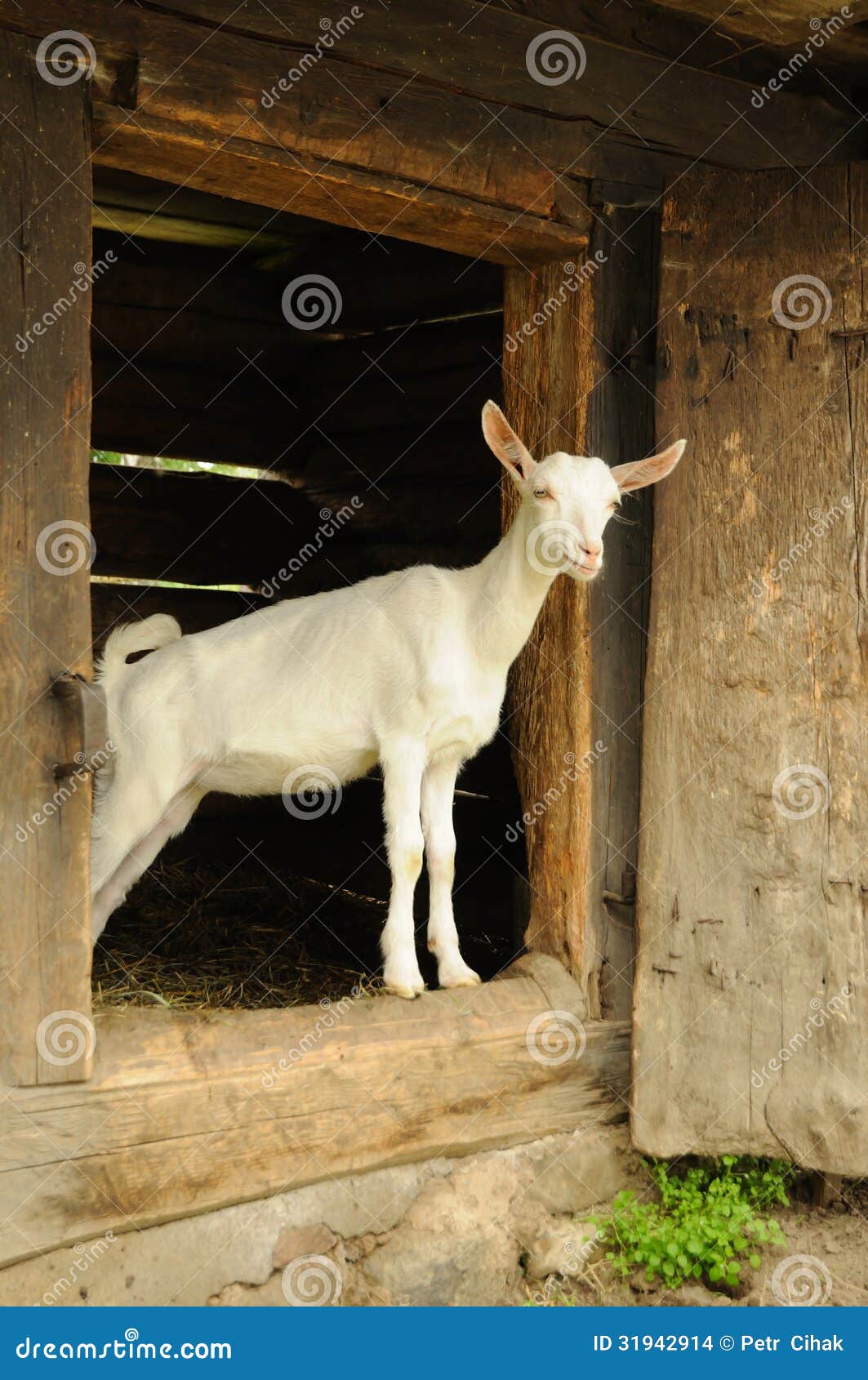 Goat in goat shed on a farm.