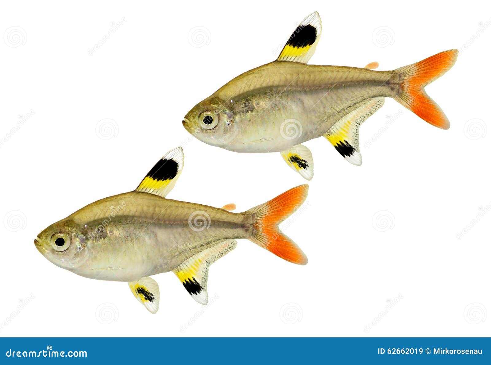 x ray tetra clipart - photo #30