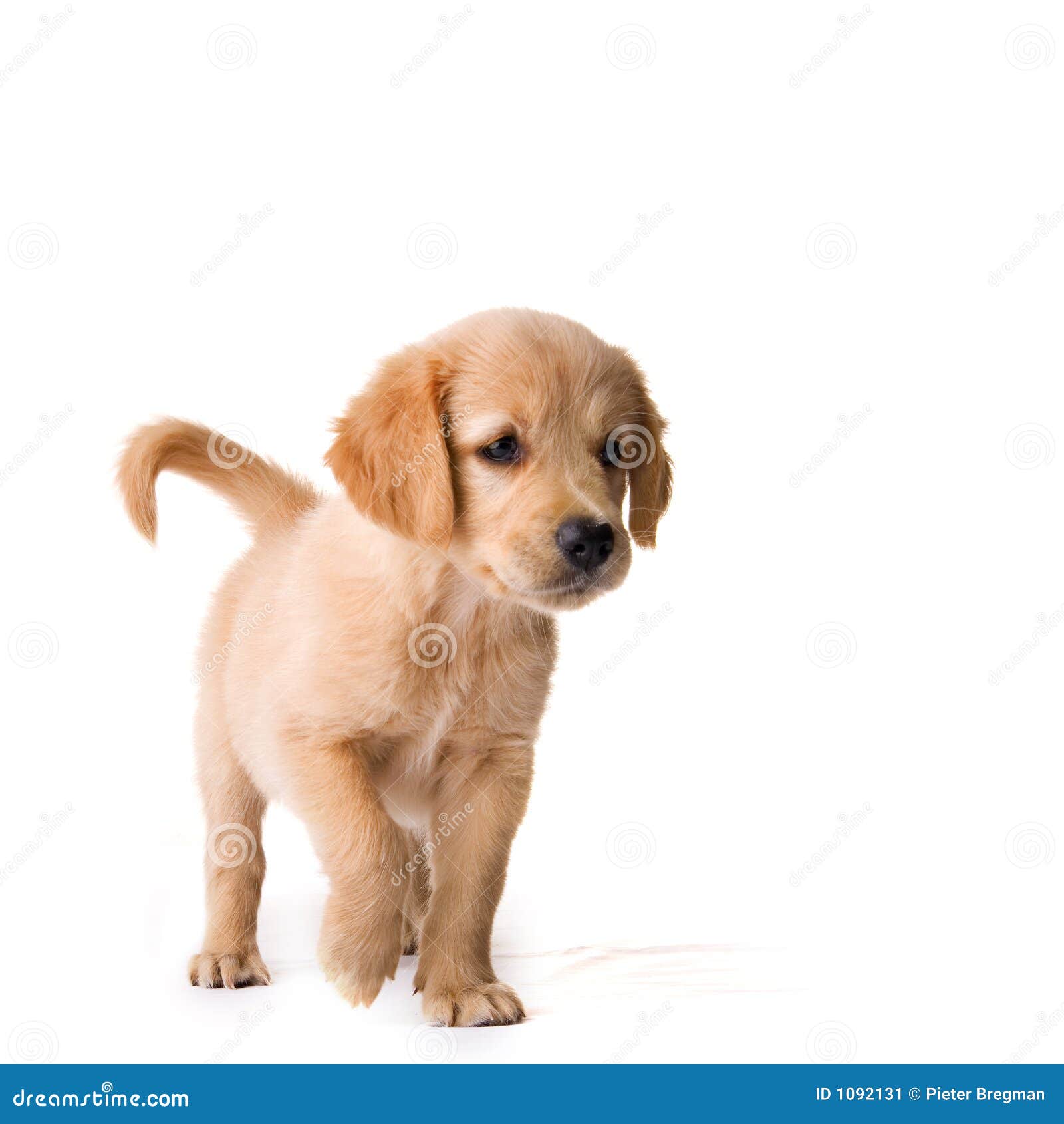 golden retriever clipart golden retriever stock image image 1092131 golden retriever clipart golden retriever stock image image 1092131