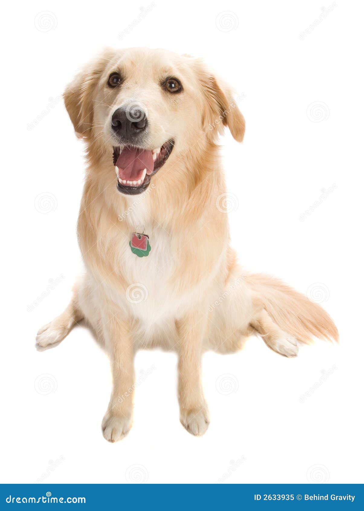 similar to golden retriever golden retriever royalty free stock photo image 14099655 breeds picture similar to golden retriever golden retriever royalty free stock photo image 14099655 breeds picture