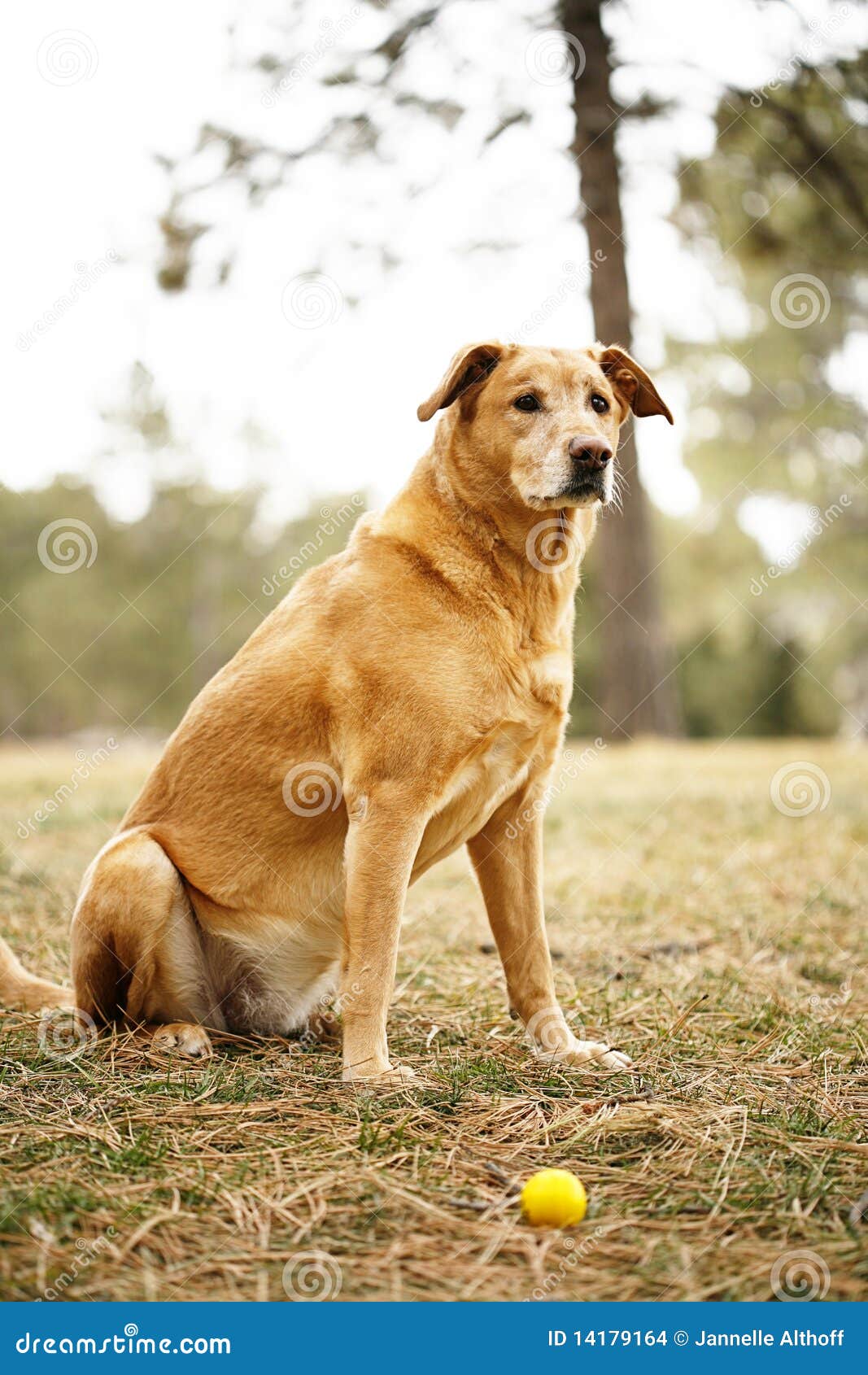 golden retriever outside golden retriever with stock images image 14179164 golden retriever outside golden retriever with stock images image 14179164