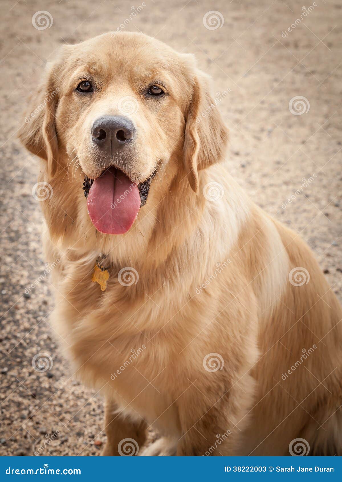 golden retriever black tongue golden retriever sitting on a path with tongue out stock photos image 38222003 golden retriever black tongue golden retriever sitting on a path with tongue out stock photos image 38222003